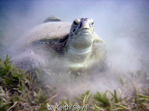 Green turtle in Sea Grass by Keith Savill 